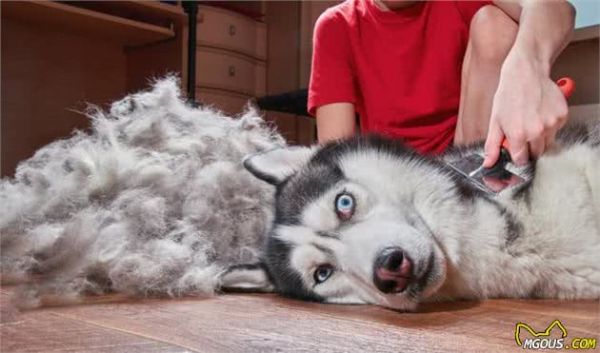 宠物多大被视为老年犬？关于老年犬的几块饮食选择，你知道多少？