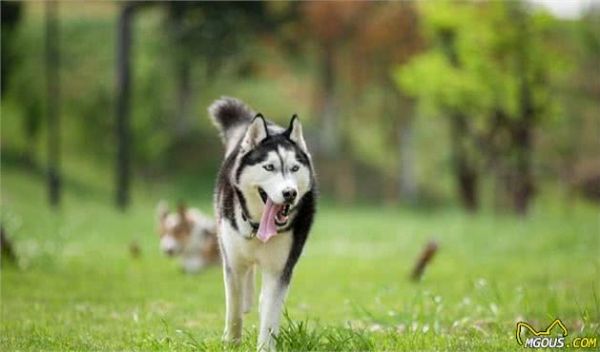 宠物多大被视为老年犬？关于老年犬的几块饮食选择，你知道多少？