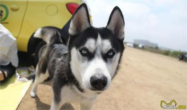 宠物多大被视为老年犬？关于老年犬的几块饮食选择，你知道多少？