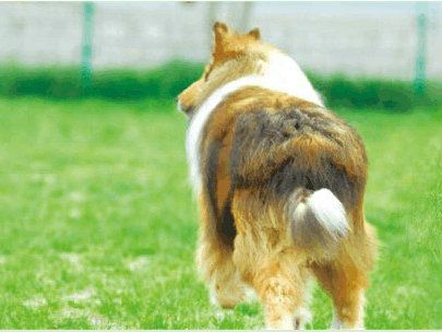 老年宠物犬的饮食和运动注意事项 第1张