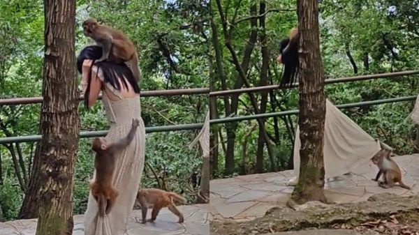 骑头抱臀掀裙底，女游客被黔灵山猴群袭击吓到尖叫，公园回应