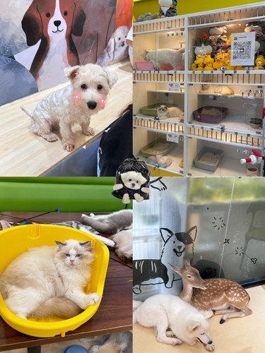 （徐州）修猫修狗治愈全世界