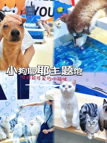 我宣布！！这家店简直是宠物星人的天堂❗️