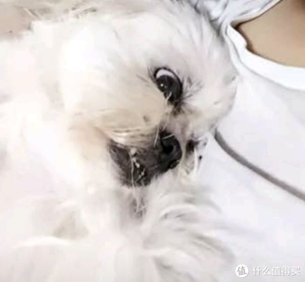 想养宠物该怎么选择。