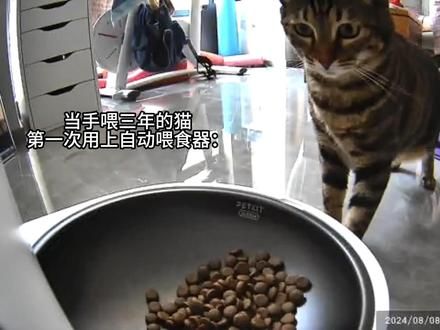 “农场主假说”#记录猫咪日常 #狸花猫 #撸猫的第一视角 #胖猫怎么养成的 #我为田园猫猫举大旗
