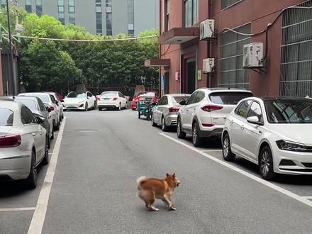 柴犬挣脱了绳子千万不要去追！ #柴犬 #柴犬日常 #萌宠出道计划 #搞笑 #狗狗