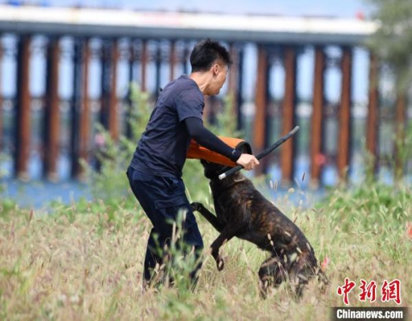 北京警方开展警犬训练。 吴铁良 摄