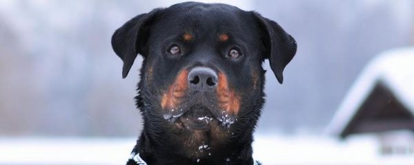 如何训练罗威纳犬，可用撕咬物品进行调引
