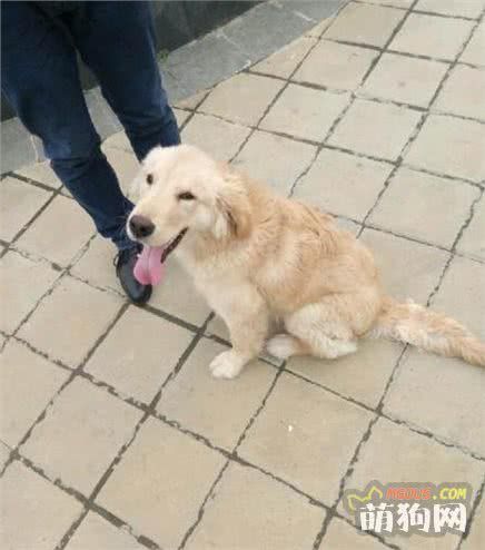 训练狗狗的十大注意事项