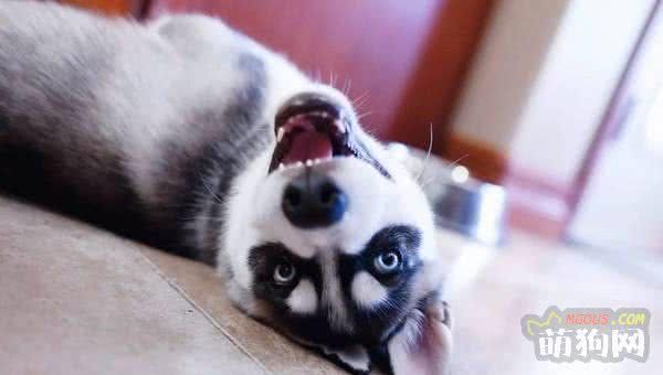 训练狗狗的十大注意事项