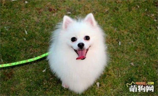 训练狗狗的十大注意事项