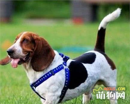 训练狗狗的十大注意事项
