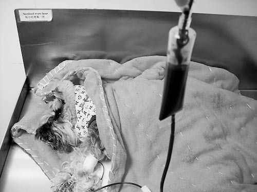 宠物医院养献血狗救病犬血狗3年献血8000毫升