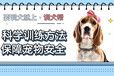 福州狗狗训练学校-狗狗如何训练-派多格寄训中心
