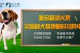 湖北宠物训练基地-训犬帮