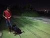 深圳宠物训练深圳训犬罗威纳犬训练免费接送