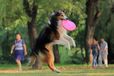 青岛训犬基地,青岛正规训犬基地,青岛训犬学校,青岛专业训犬,青岛工作犬训练