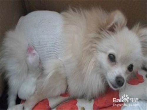 宠物狗狗怀孕该准备些什么