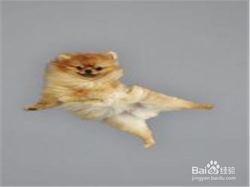 宠物狗狗怀孕该准备些什么