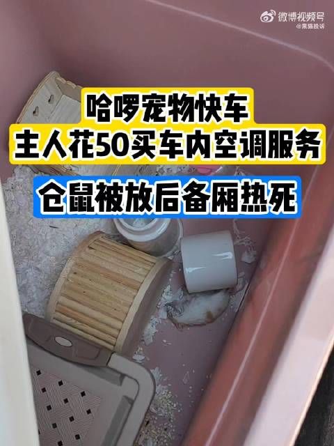 花50买空调服务宠物被放后备厢热死宠物快车不开空调仓鼠中暑死亡