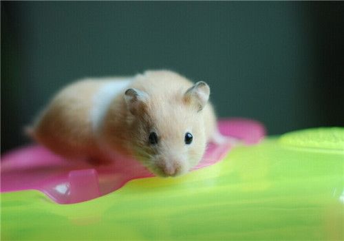如何正确的饲养仓鼠