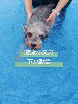 第74集：汪汪届游泳小天才，三分钟学会自由泳～ #狗狗游泳的样子 #宠物游泳 #狗狗成精了