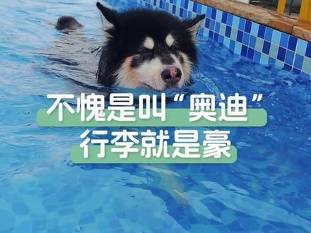 第73集：阿拉：呵！这泳池可真大呀！ #狗狗游泳 #宠物游泳 #狗狗玩水