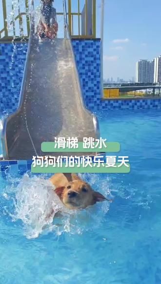 第72集：会游泳跳水的狗狗有多欢乐！ #狗狗游泳 #夏天带狗狗们去游泳吧 #一起来玩水