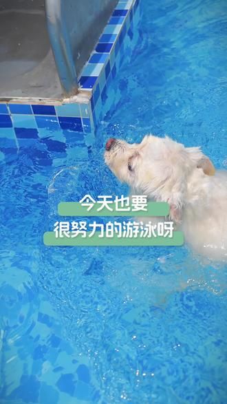 第75集：白毛浮绿水，小狗拨清波 狗狗游泳真努力啊#狗狗游泳 #狗狗学校 #夏天带狗狗们去游泳吧
