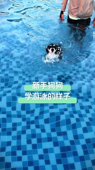 第76集：新手狗狗学游泳三大表现 #狗狗游泳 #夏天带狗狗们去游泳吧 #狗狗学校