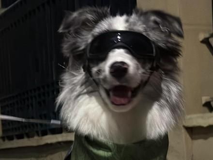 一不小心就吸引了所有人的目光#陨石边牧 #颜狗 #梦中情犬 #汪星人秀场 #一看就非常乖的小狗