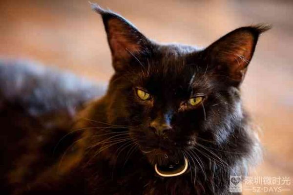 探索神秘发光猫咪：原因、现象与科学解析