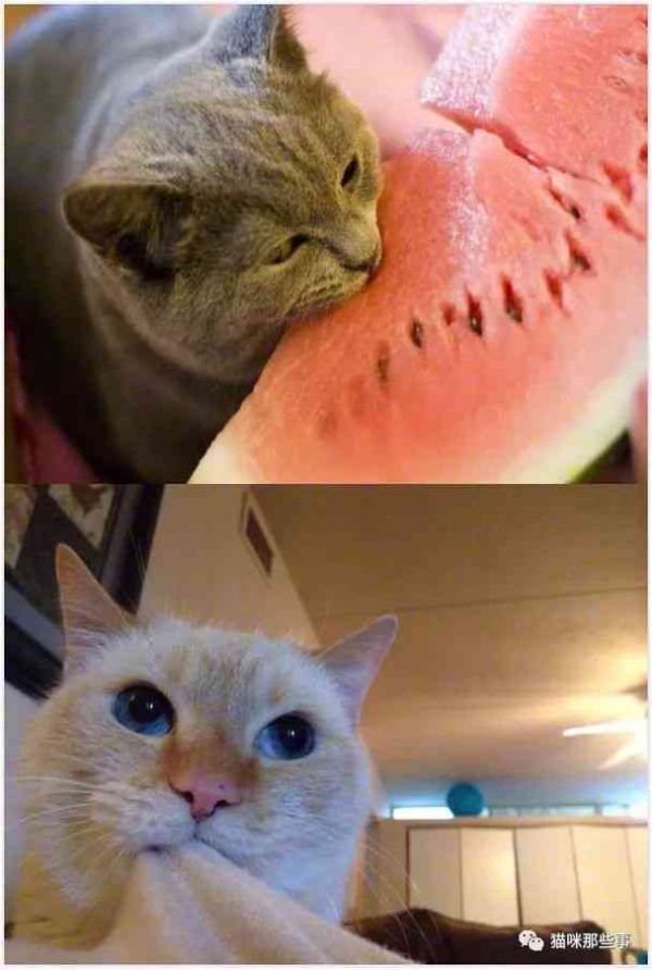 探索神秘发光猫咪：原因、现象与科学解析