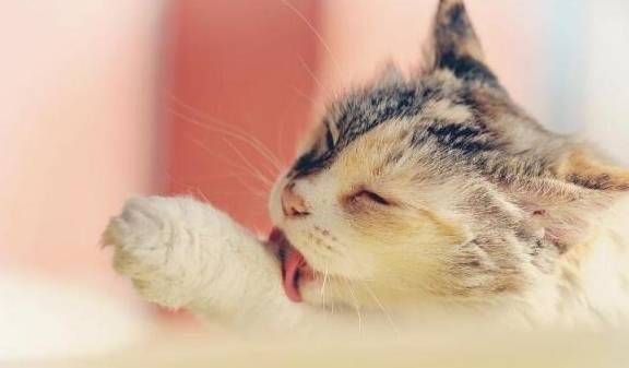 探索神秘发光猫咪：原因、现象与科学解析