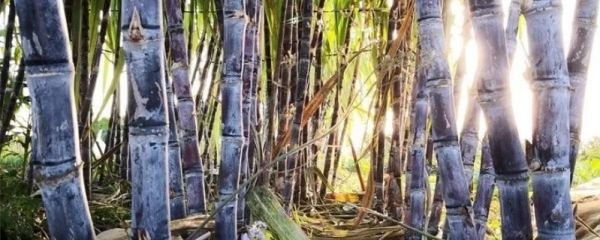 甘蔗象征寓意