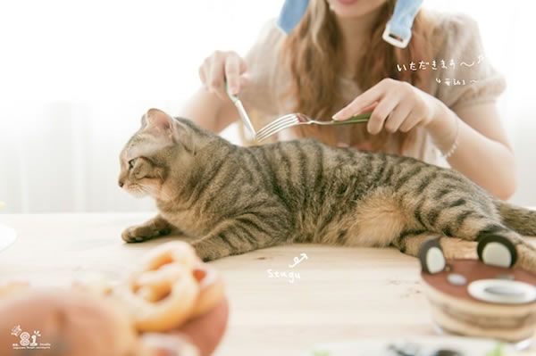 人、宠物、食物，一辑简单的自然光棚拍技巧