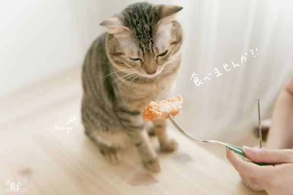 人、宠物、食物，一辑简单的自然光棚拍技巧