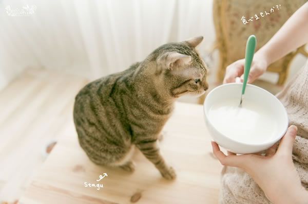 人、宠物、食物，一辑简单的自然光棚拍技巧