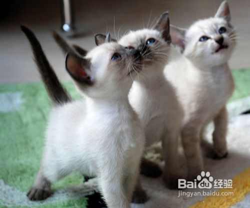 养猫心得：如何专业给宠物猫拍照？