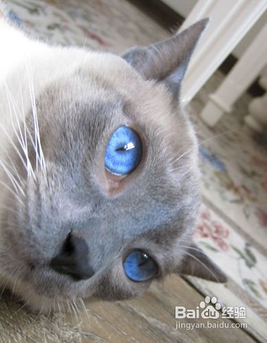 养猫心得：如何专业给宠物猫拍照？