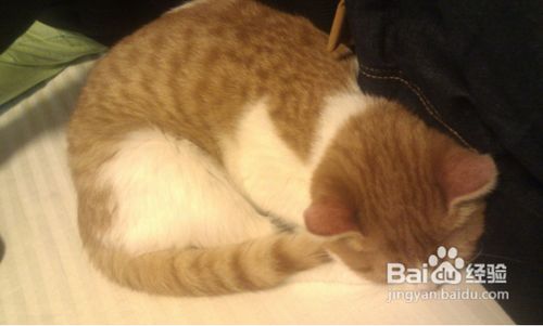 养猫心得：如何专业给宠物猫拍照？