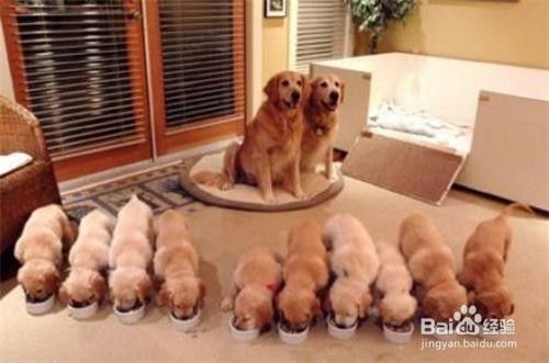 金毛犬如何训练