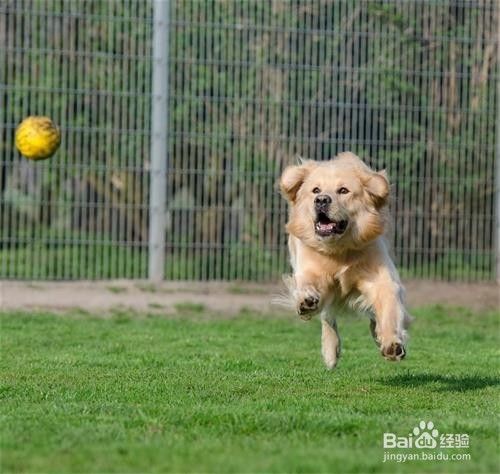金毛犬如何训练