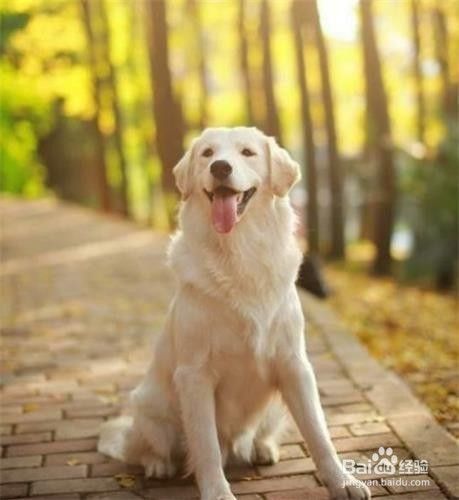 金毛犬如何训练