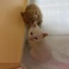 猫咪领养