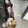 可爱小橘猫等待收养