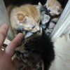 刚满月一窝小猫 免费领养 非诚勿扰