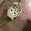 无偿领养。之前收养的小猫咪，非常乖巧，善解人意。因合租问题，无法继续收养，想给它找个好人家