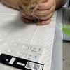 一只小橘猫求领养
