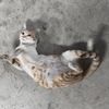 性格很好的小母猫